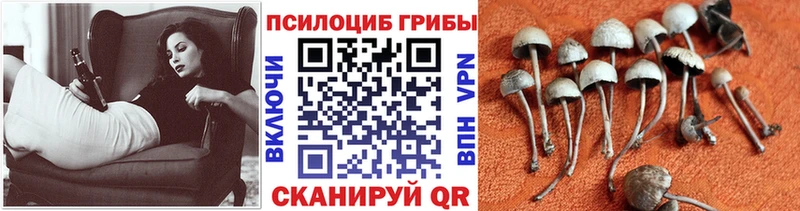 Галлюциногенные грибы прущие грибы Дагестанские Огни